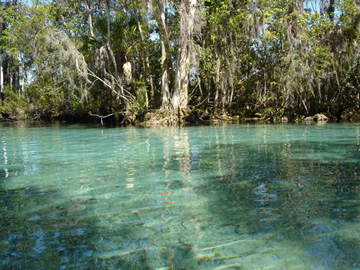 Three Sisters Spring, Kings Bay, Crystal River
